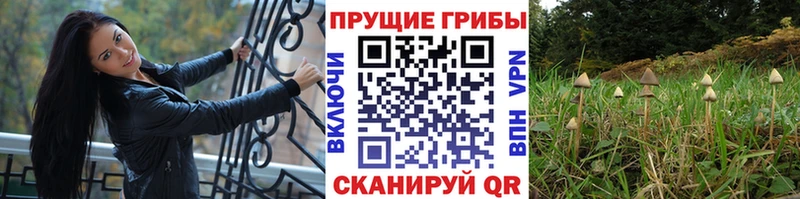 мега зеркало  Буй  Галлюциногенные грибы Cubensis  как найти закладки 